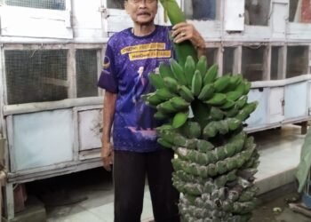 Mantan Anggota Dewan Rembang Sukses Budidaya Pisang Kepok Tanjung,  Satu Tandan  Bisa Berbuah 25  Sisir.