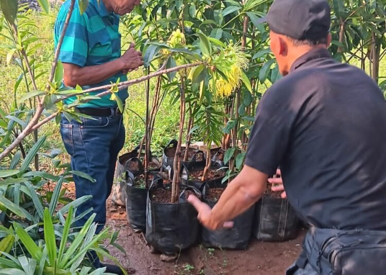 Profesor Setyadi Kunjungi Banana Garden, Borong Bibit Pule untuk Dikirim ke Jakarta dan Bali