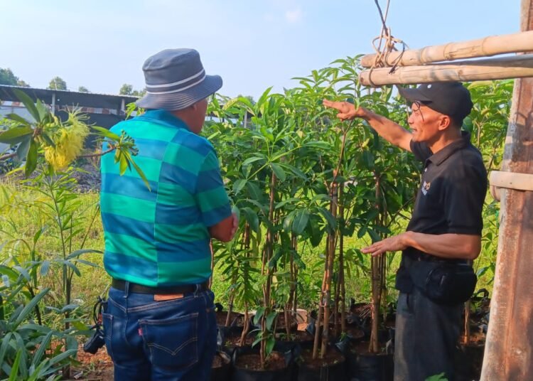 Profesor Setyadi Kunjungi Banana Garden, Borong Bibit Pule untuk Dikirim ke Jakarta dan Bali