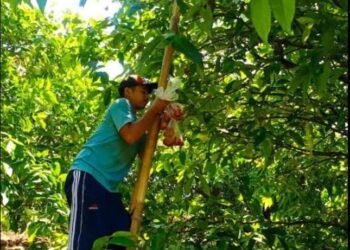 Sukses Petani Jambu citra dan memulai Ternak Unggas: Hamidi dari Desa Besito Gebog Kudus