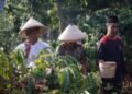 Warga Desa Japan Kudus Rayakan Panen Raya Kopi dengan Tradisi Wiwit Kopi setelah 15 Tahun