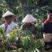 Warga Desa Japan Kudus Rayakan Panen Raya Kopi dengan Tradisi Wiwit Kopi setelah 15 Tahun