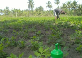Pengurus Pondok Cahaya Semesta Salam Bersihkan Kebun, Tanamkan Jiwa Qur’ani Melalui Pertanian