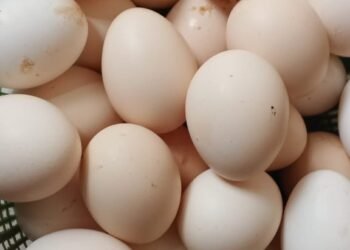 KUB Masjid An Nur Berdayakan Ayam Kampung Sehat dengan Pakan Alami, BG Farm Wujudkan Sumber Protein Bernutrisi