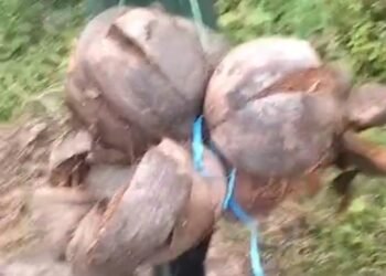 Revolusi Hijau di Kebun Salam, persiapan budidaya Pisang Kepok Tanjung