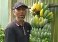 Nabung Pisang Kepok K milik Nuryoso, Hasil Maksimal dengan Pupuk Kotoran Domba