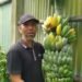 Nabung Pisang Kepok K milik Nuryoso, Hasil Maksimal dengan Pupuk Kotoran Domba