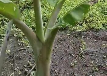Perawatan Kebun Nabung Pisang, Edukasi Generasi Milenial Cahaya Semesta Salam