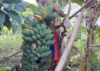 Panen Melimpah, Pisang Kepok Tanjung di Sambung Undaan Capai 30 Sisir