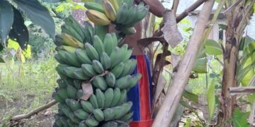 Panen Melimpah, Pisang Kepok Tanjung di Sambung Undaan Capai 30 Sisir