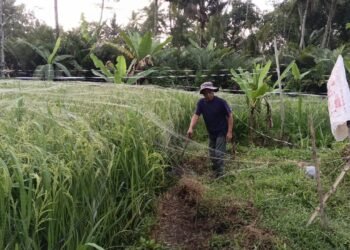 Kang Hamim, Pejuang Padi Ketan di Dukuh Losari, Salam, Magelang