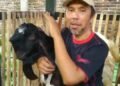 Kisah Inspiratif dari Badongan, Ustaz Noeryoso dan Perjuangannya Meningkatkan Ekonomi Peternak