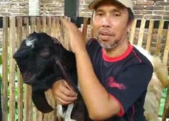 Kisah Inspiratif dari Badongan, Ustaz Noeryoso dan Perjuangannya Meningkatkan Ekonomi Peternak