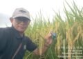 Padi Usia 81 Hari di Polaman Lamongan Sudah Menguning, Pupuk Paten Buktikan Keunggulannya