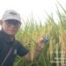 Padi Usia 81 Hari di Polaman Lamongan Sudah Menguning, Pupuk Paten Buktikan Keunggulannya