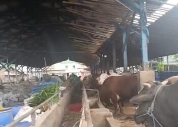 Kelompok Ternak di Bekasi Siapkan 10.000 Ekor Sapi untuk Ketahanan Pangan Nasional