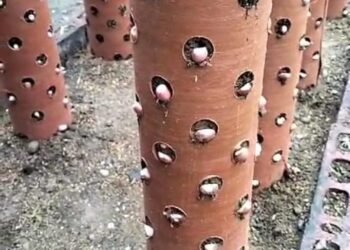 Kegiatan, Pertanian Kreatif dan Cerdas dengan Metode Invito Potong Belah