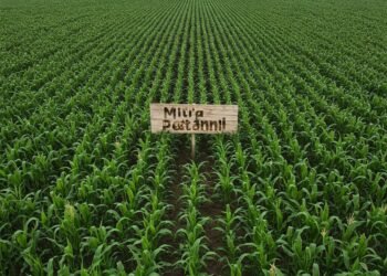 KERJASAMA TANAM JAGUNG BENIH – TANPA MODAL, UNTUNG MAKSIMAL