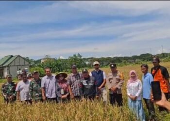 Polri Dukung Ketahanan Pangan, Bhabinkamtibmas Kaliwungu Hadiri Panen Raya Bersama Bulog dan Pemkab Kudus