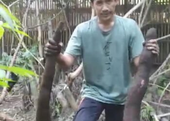 PANEN SINGKONG JUMBO DI KEBUN YASUKMA MAGELANG: BUKTI KETULUSAN BERBUAH BERKAH