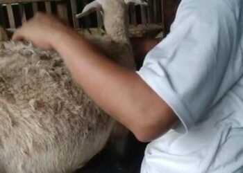 TRIK MENGATASI INDUK DOMBA YANG MENOLAK MENYUSUI ANAKNYA oleh Ustadz Noeryoso