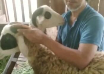 Nabung Domba, Mengalirkan Kurban Hingga Pelosok, PCM Bandongan dan Lazismu Magelang Wujudkan Kemandirian Pangan