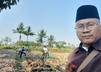 PCM Salam Magelang Gencarkan Gerakan Pertanian Terpadu, Setelah Ribuan Pohon Pisang, Kini Talas, Ikan Nila, dan Ketela Cilembu