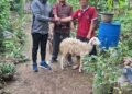 Serah Terima Wakaf Produktif Nabung Domba di Banana Garden Kudus