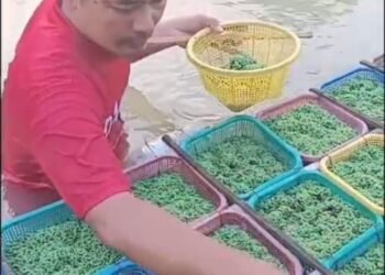 Azola Terapung di Sungai, Ayam Kampung Mas Sujad Jadi Sehat dan Gemuk