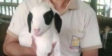 Sistem Manajemen Kandang Domba PCM Badongan: Tradisi & Inovasi yang Membawa Berkah