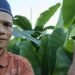 Petani Kreatif PCM Salam: Pisang Tanjung dan Talas Tumbuh Bersama, Hasilkan Penghasilan Ganda