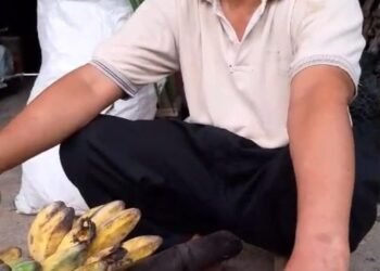 Dari Lahan Biasa Jadi Luar Biasa, Kepok Tanjung Bukti Pisang Unggulan Penuh Berka