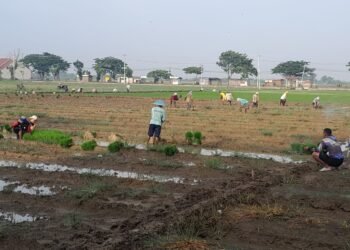 Humus Bambu dan Masa Depan Pertanian Kita