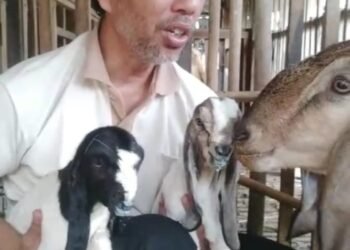 Upaya Panjang Berbuah Manis, PCM Muhammadiyah Bandongan Sukses Tingkatkan Kualitas Ternak Kambing