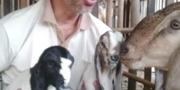 Upaya Panjang Berbuah Manis, PCM Muhammadiyah Bandongan Sukses Tingkatkan Kualitas Ternak Kambing