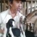 Upaya Panjang Berbuah Manis, PCM Muhammadiyah Bandongan Sukses Tingkatkan Kualitas Ternak Kambing