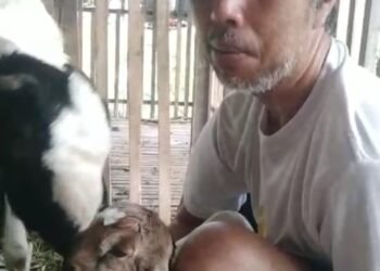 Inovasi Peternakan di Magelang: Ustadz Nuryoso Sukses Kembangkan Kualitas Kambing Lokal
