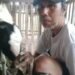 Inovasi Peternakan di Magelang: Ustadz Nuryoso Sukses Kembangkan Kualitas Kambing Lokal