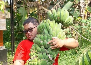 Panen Berkah Pisang Kepok Tanjung, Menguatkan Keluarga dan Ketahanan Pangan