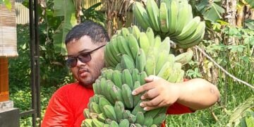 Panen Berkah Pisang Kepok Tanjung, Menguatkan Keluarga dan Ketahanan Pangan