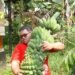 Panen Berkah Pisang Kepok Tanjung, Menguatkan Keluarga dan Ketahanan Pangan
