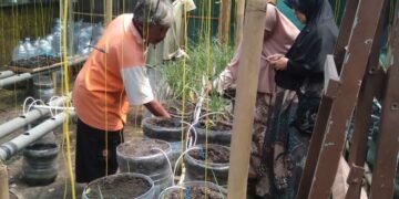 PCM Badongan dan PCM Salam Bersinergi Bangun Ketahanan Pangan Keluarga