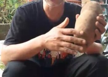 Panen Gembili hingga Jagung Madura, Gerakan Pangan Lokal Kian Menguat sebagai Solusi Ketahanan Pangan