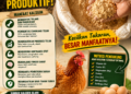 Mengapa Banyak Peternak Ayam Belum Berhasil? Jangan Hanya Menyalahkan Bibit, Perhatikan Kalsium dalam Pakan