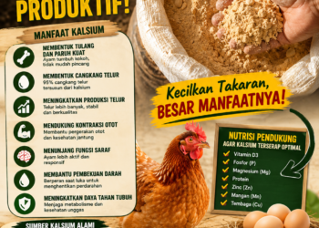 Mengapa Banyak Peternak Ayam Belum Berhasil? Jangan Hanya Menyalahkan Bibit, Perhatikan Kalsium dalam Pakan