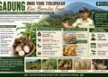 Gadung, Umbi yang Terlupakan Kini Bernilai Emas: Potensi Pangan, Konservasi, dan Penggerak Ekonomi Desa Lereng Sumbing