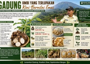 Gadung, Umbi yang Terlupakan Kini Bernilai Emas: Potensi Pangan, Konservasi, dan Penggerak Ekonomi Desa Lereng Sumbing
