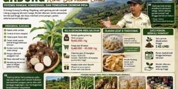Gadung, Umbi yang Terlupakan Kini Bernilai Emas: Potensi Pangan, Konservasi, dan Penggerak Ekonomi Desa Lereng Sumbing