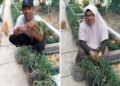 70 Galon Bekas Disulap Jadi Kebun Bawang, Panen 17,5 Kg, Ketahanan Pangan Dimulai dari Rumah
