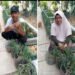 70 Galon Bekas Disulap Jadi Kebun Bawang, Panen 17,5 Kg, Ketahanan Pangan Dimulai dari Rumah